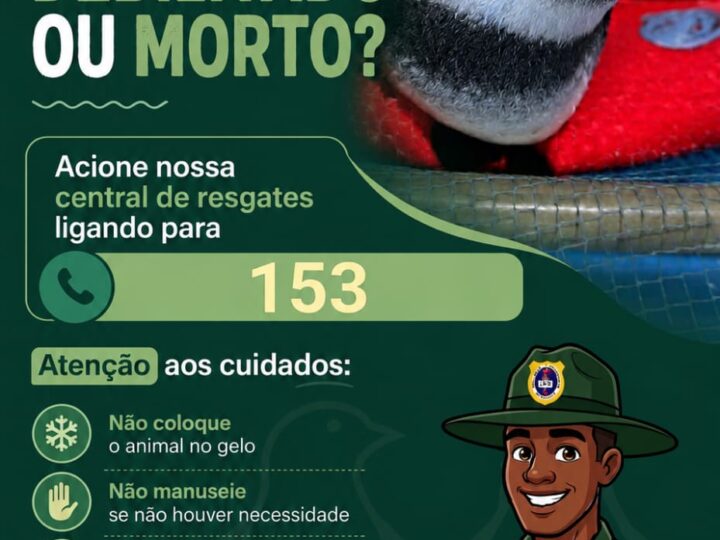 Temporada de pinguins começa em Niterói e Guarda Ambiental orienta população sobre como agir