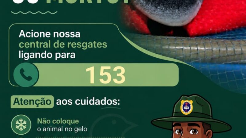 Temporada de pinguins começa em Niterói e Guarda Ambiental orienta população sobre como agir