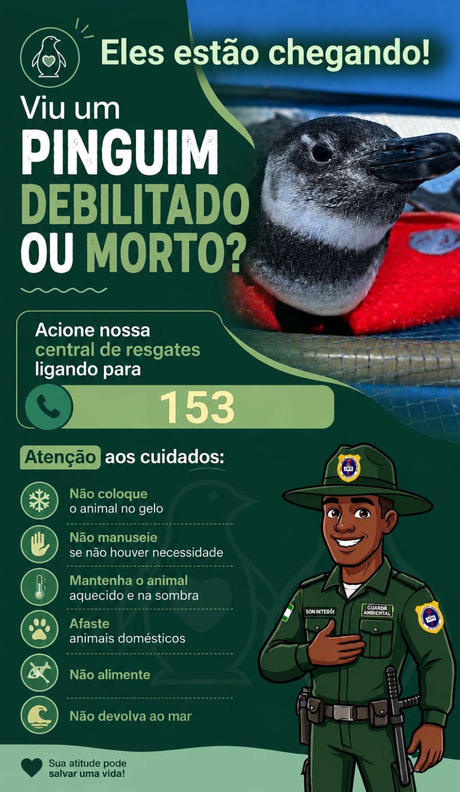 Temporada de pinguins começa em Niterói e Guarda Ambiental orienta população sobre como agir