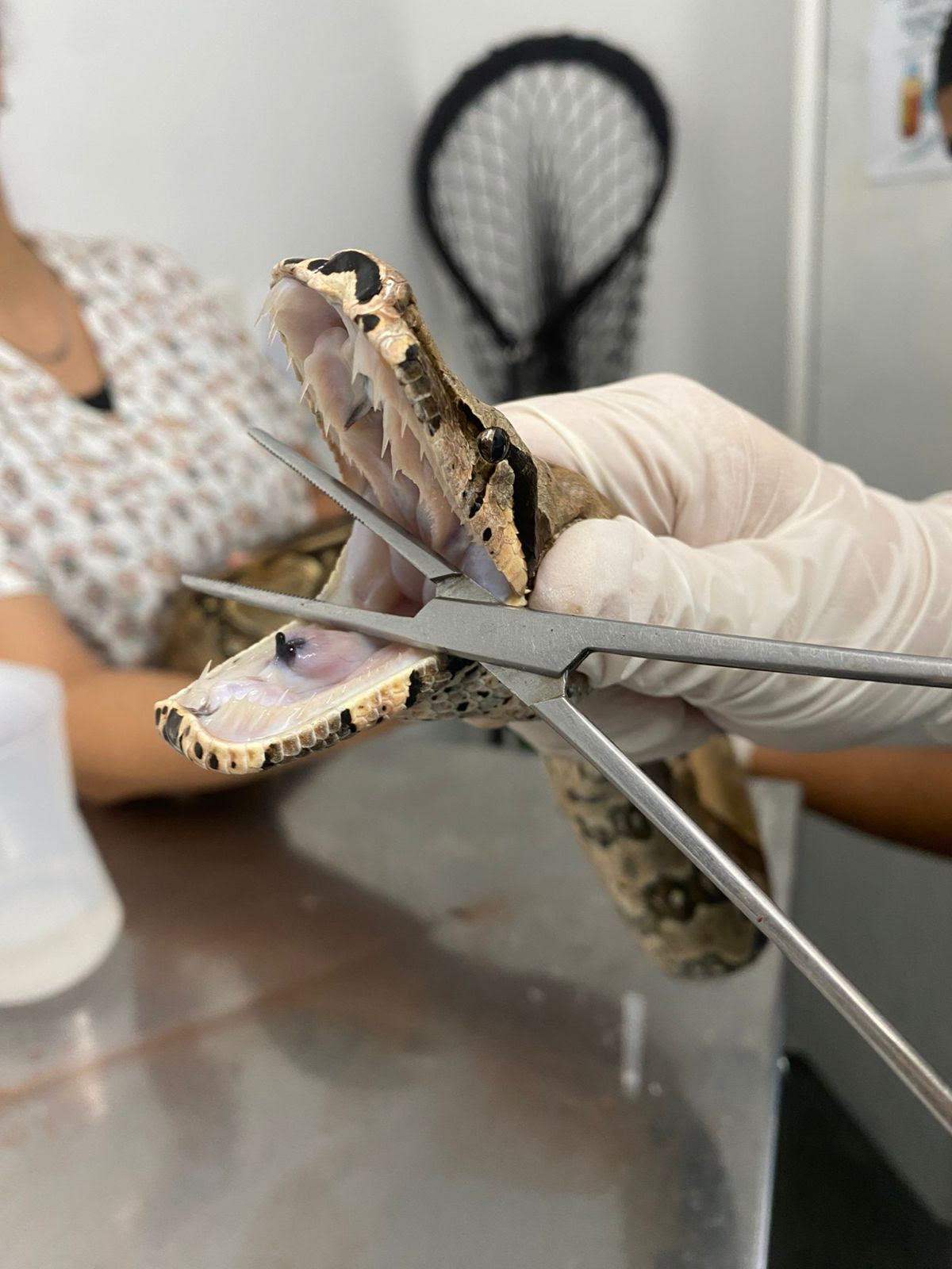 ASAS supera marca de 5.600 animais silvestres atendidos em quatro anos de funcionamento
