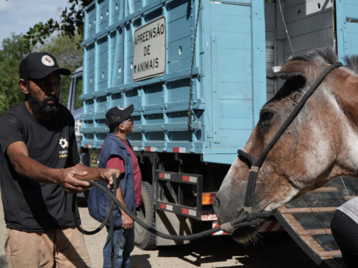 Balanço semestral registra 84 apreensões de animais de grande porte em São Gonçalo