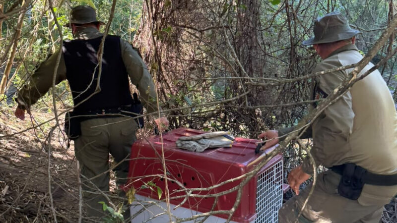 ASAS realiza soltura de fêmea de cachorro-do-mato resgatada em Maria Paula
