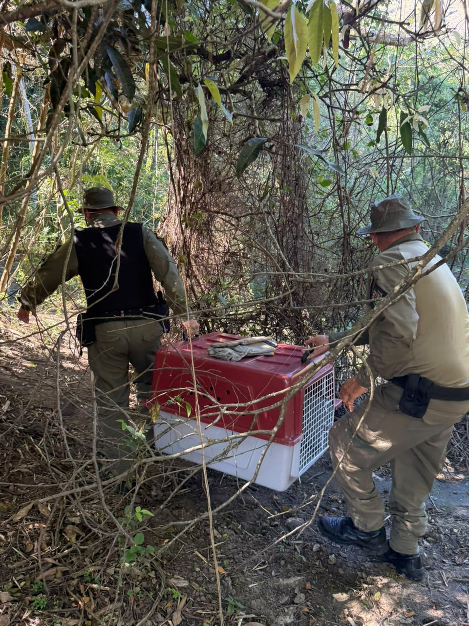 ASAS realiza soltura de fêmea de cachorro-do-mato resgatada em Maria Paula