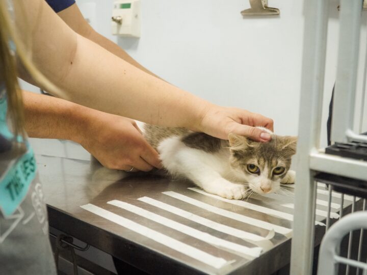 CastraPet realiza cerca de 400 castrações gratuitas de cães e gatos em Itaboraí