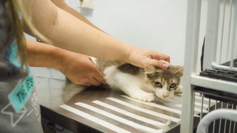 CastraPet realiza cerca de 400 castrações gratuitas de cães e gatos em Itaboraí