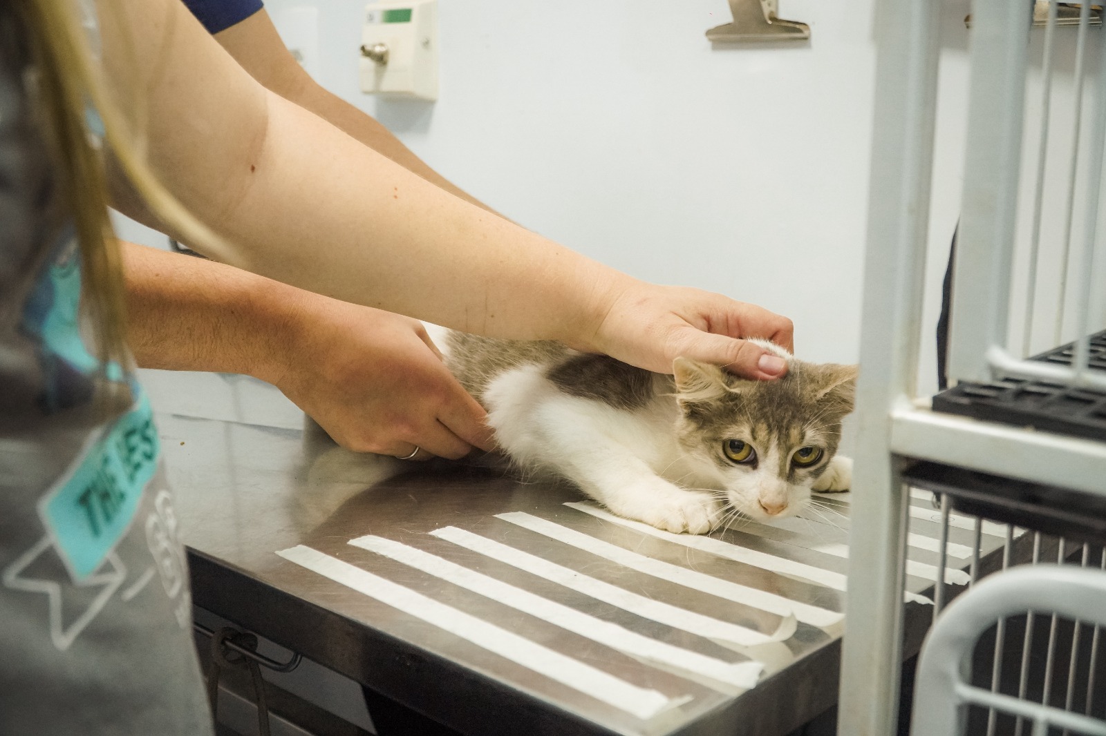 CastraPet realiza cerca de 400 castrações gratuitas de cães e gatos em Itaboraí