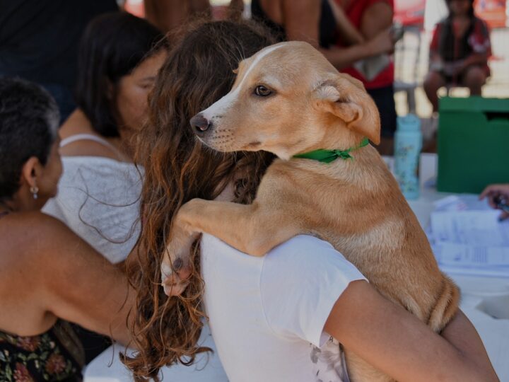 Prefeitura de Maricá cria catálogo digital para incentivar adoção responsável de cães e gatos