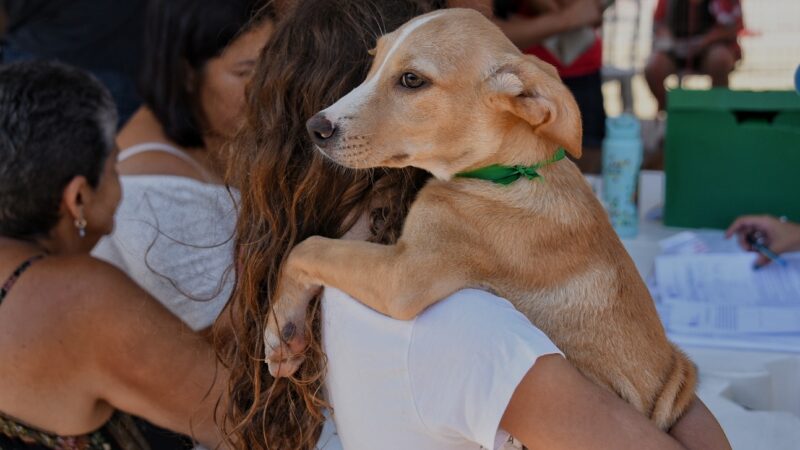 Prefeitura de Maricá cria catálogo digital para incentivar adoção responsável de cães e gatos