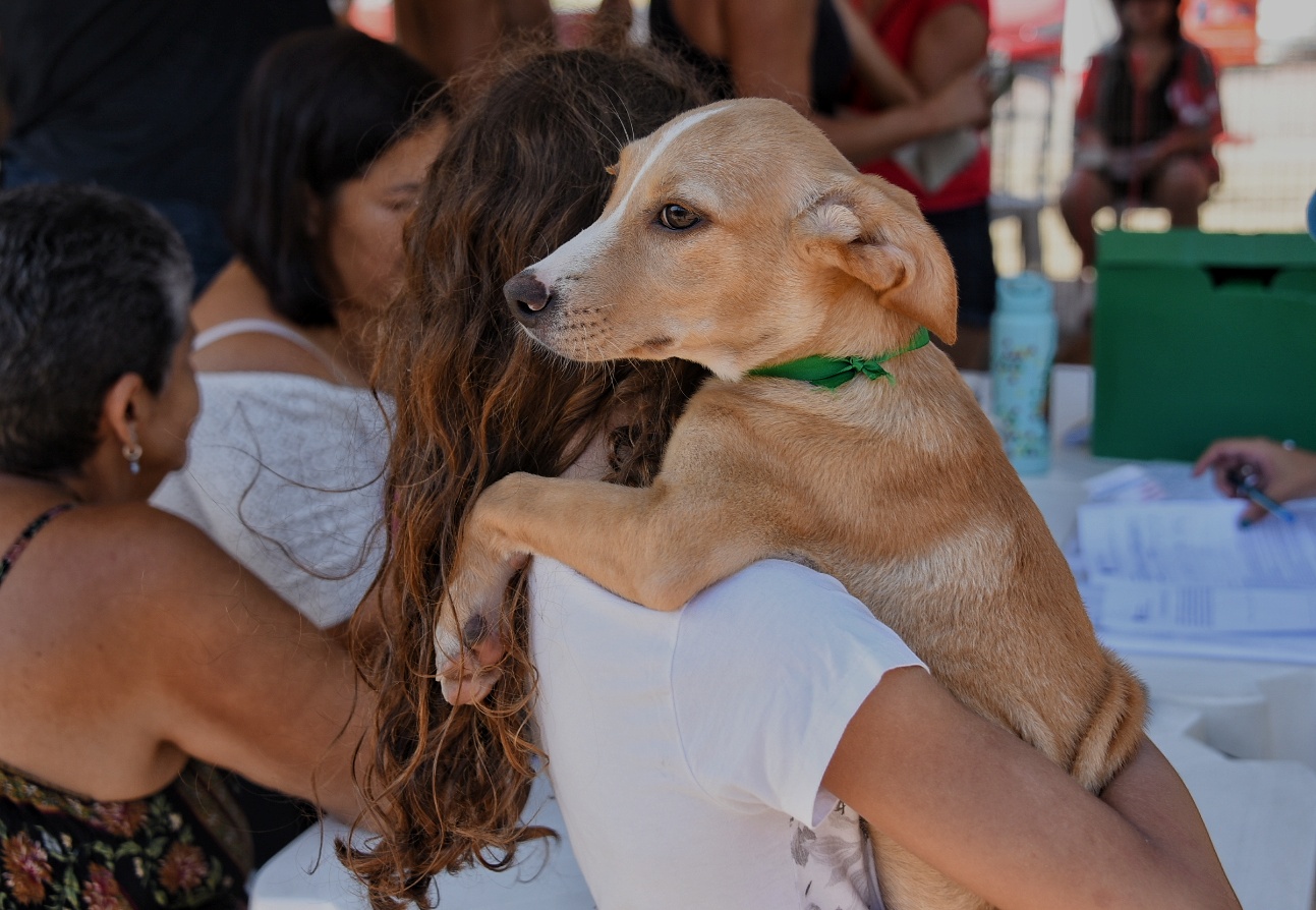 Prefeitura de Maricá cria catálogo digital para incentivar adoção responsável de cães e gatos