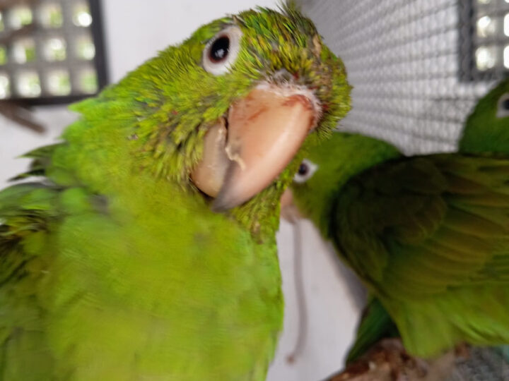 ASAS recebe 122 animais silvestres em julho e reforça atuação na proteção da fauna em São Gonçalo