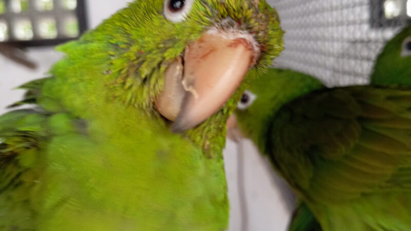 ASAS recebe 122 animais silvestres em julho e reforça atuação na proteção da fauna em São Gonçalo