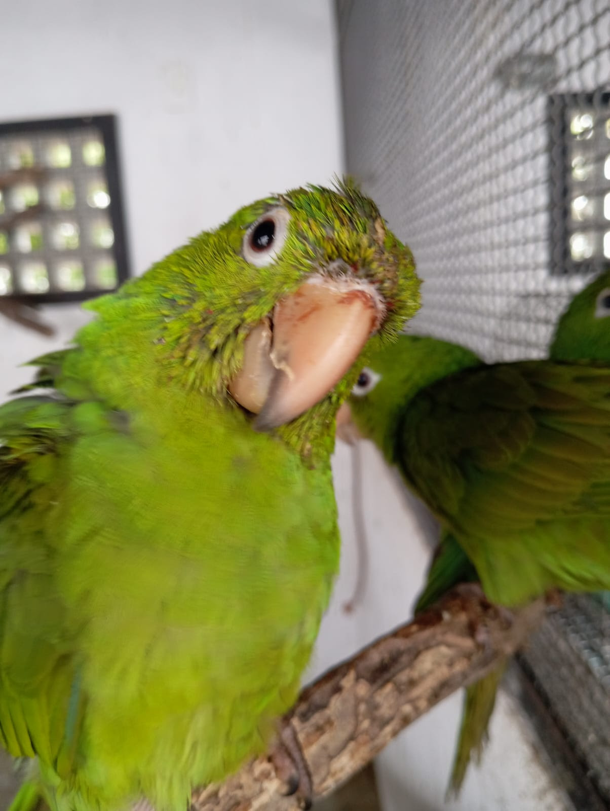 ASAS recebe 122 animais silvestres em julho e reforça atuação na proteção da fauna em São Gonçalo