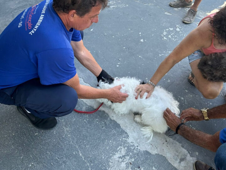 São Gonçalo vacina cães e gatos contra raiva neste sábado