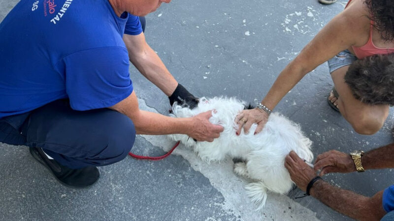 São Gonçalo vacina cães e gatos contra raiva neste sábado
