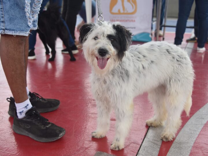 Maricá realiza Campanha de Vacinação Antirrábica Animal neste sábado (19/9)