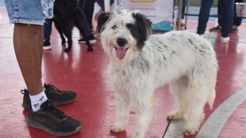 Maricá realiza Campanha de Vacinação Antirrábica Animal neste sábado (19/9)
