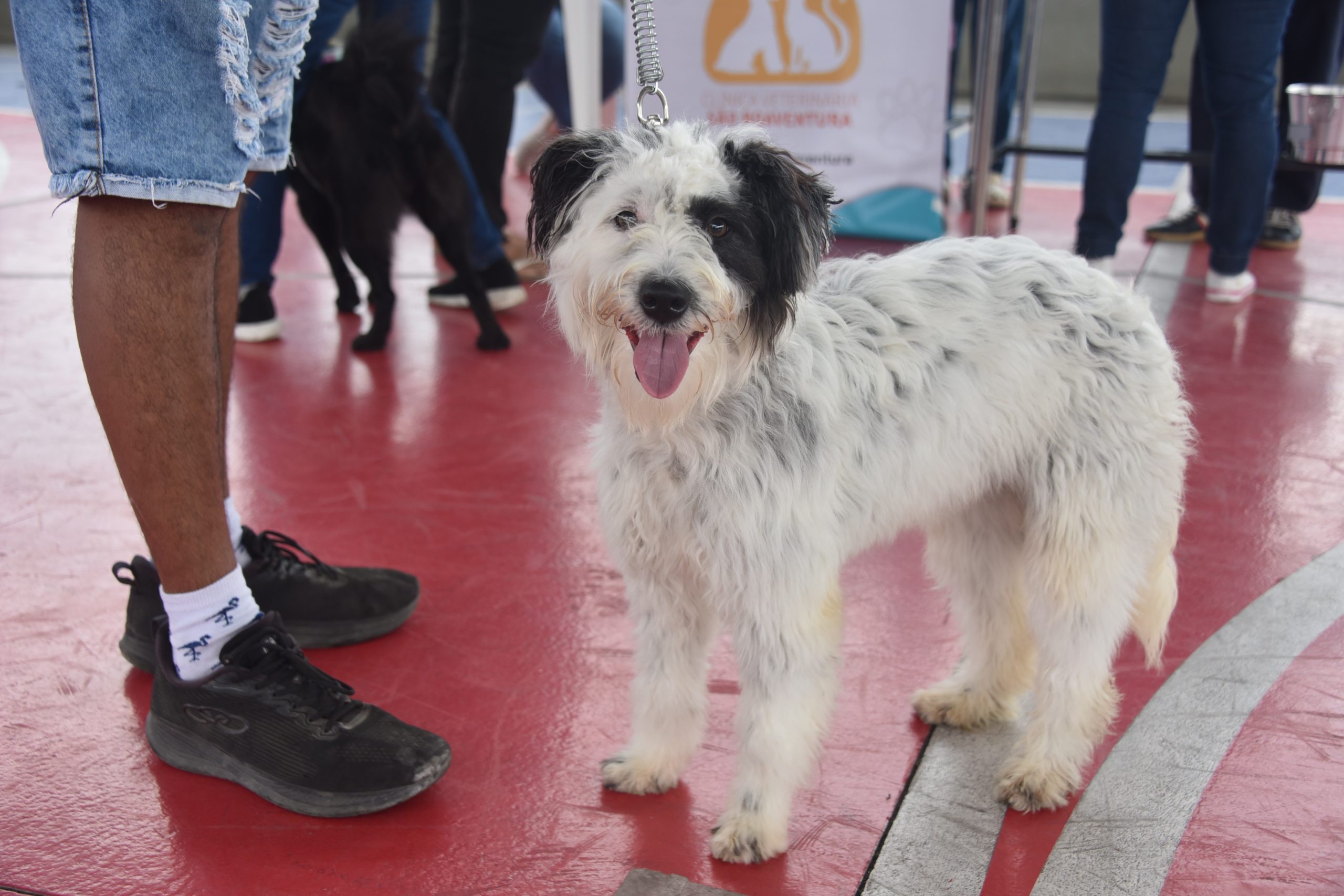 Maricá realiza Campanha de Vacinação Antirrábica Animal neste sábado (19/9)