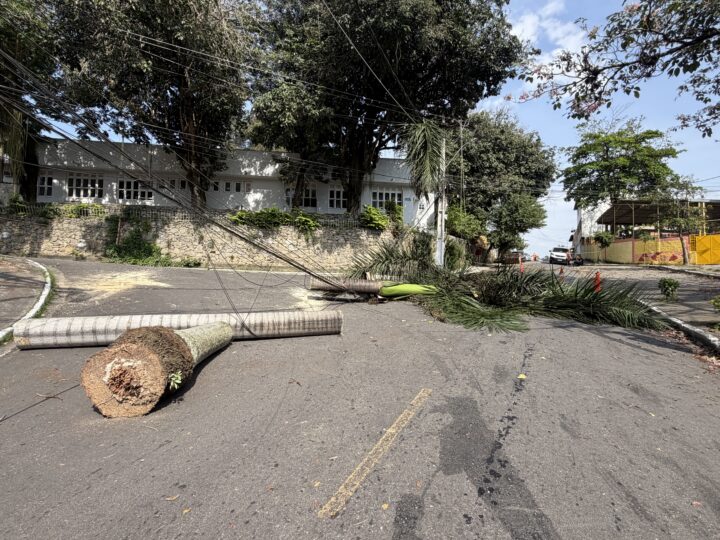 PALMEIRA CAI SOBRE REDE ELÉTRICA E DEIXA CRECHE, POSTO DE SAÚDE E ESCOLA SEM ENERGIA EM SANTA BÁRBARA