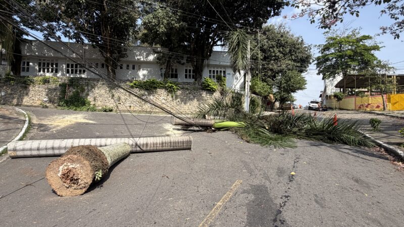 PALMEIRA CAI SOBRE REDE ELÉTRICA E DEIXA CRECHE, POSTO DE SAÚDE E ESCOLA SEM ENERGIA EM SANTA BÁRBARA