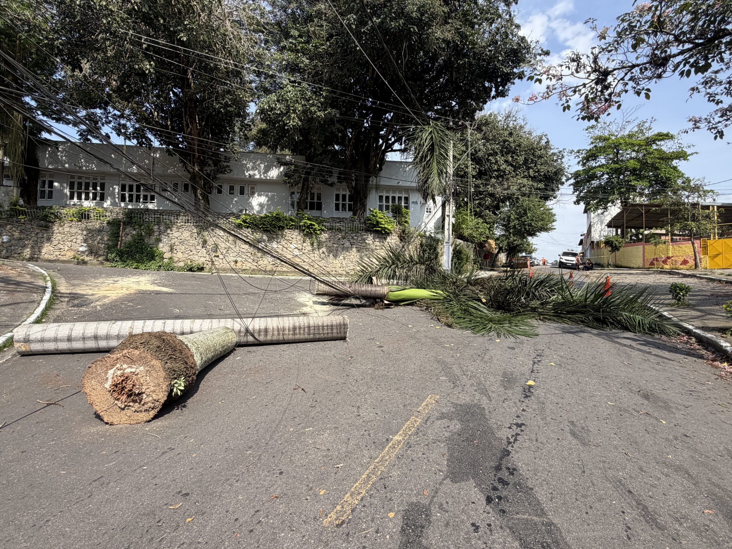 PALMEIRA CAI SOBRE REDE ELÉTRICA E DEIXA CRECHE, POSTO DE SAÚDE E ESCOLA SEM ENERGIA EM SANTA BÁRBARA