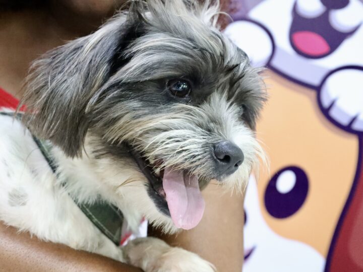 Ação Animal oferece serviços gratuitos para cães e gatos em Santa Bárbara neste sábado (19)