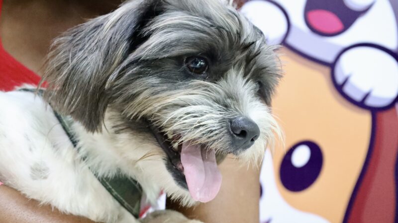 Ação Animal oferece serviços gratuitos para cães e gatos em Santa Bárbara neste sábado (19)