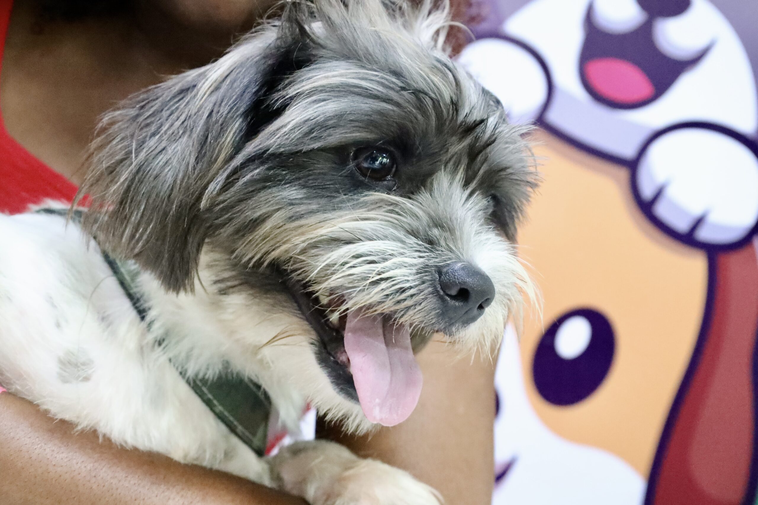 Ação Animal oferece serviços gratuitos para cães e gatos em Santa Bárbara neste sábado (19)