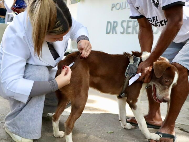 Vacinação antirrábica para cães e gatos chega à Região Oceânica e Pendotiba neste sábado (26)