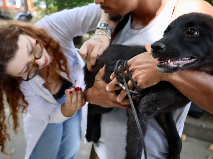 Campanha de Vacinação Antirrábica Animal chega à Zona Norte de Niterói neste sábado (19)