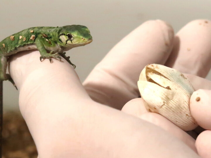 Dia da Defesa da Fauna destaca trabalho da ASAS na proteção de animais silvestres