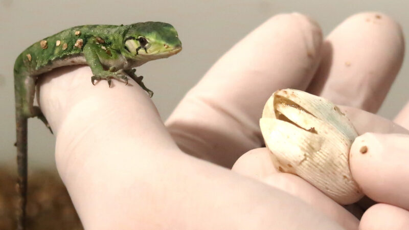 Dia da Defesa da Fauna destaca trabalho da ASAS na proteção de animais silvestres