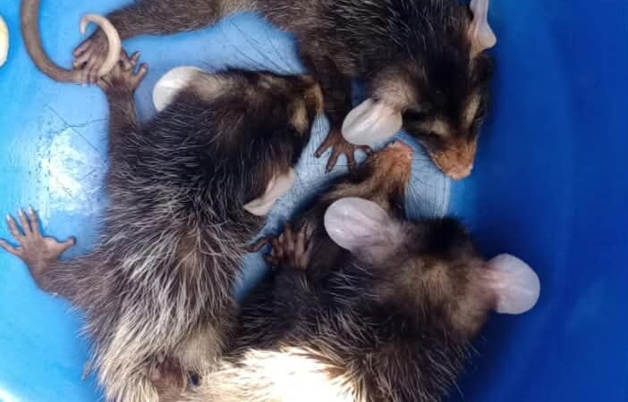 Pequenos guardiões da natureza: gambás encontram proteção na Guarda Municipal de Niterói 