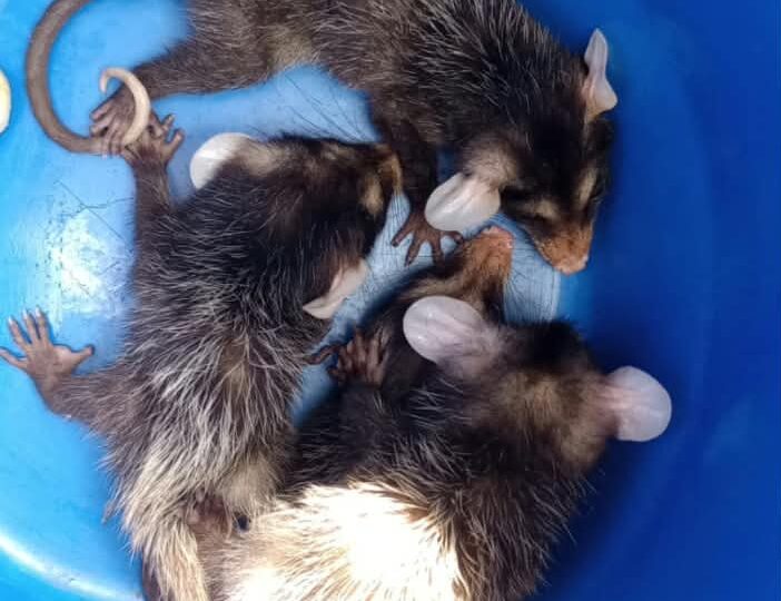 Pequenos guardiões da natureza: gambás encontram proteção na Guarda Municipal de Niterói 