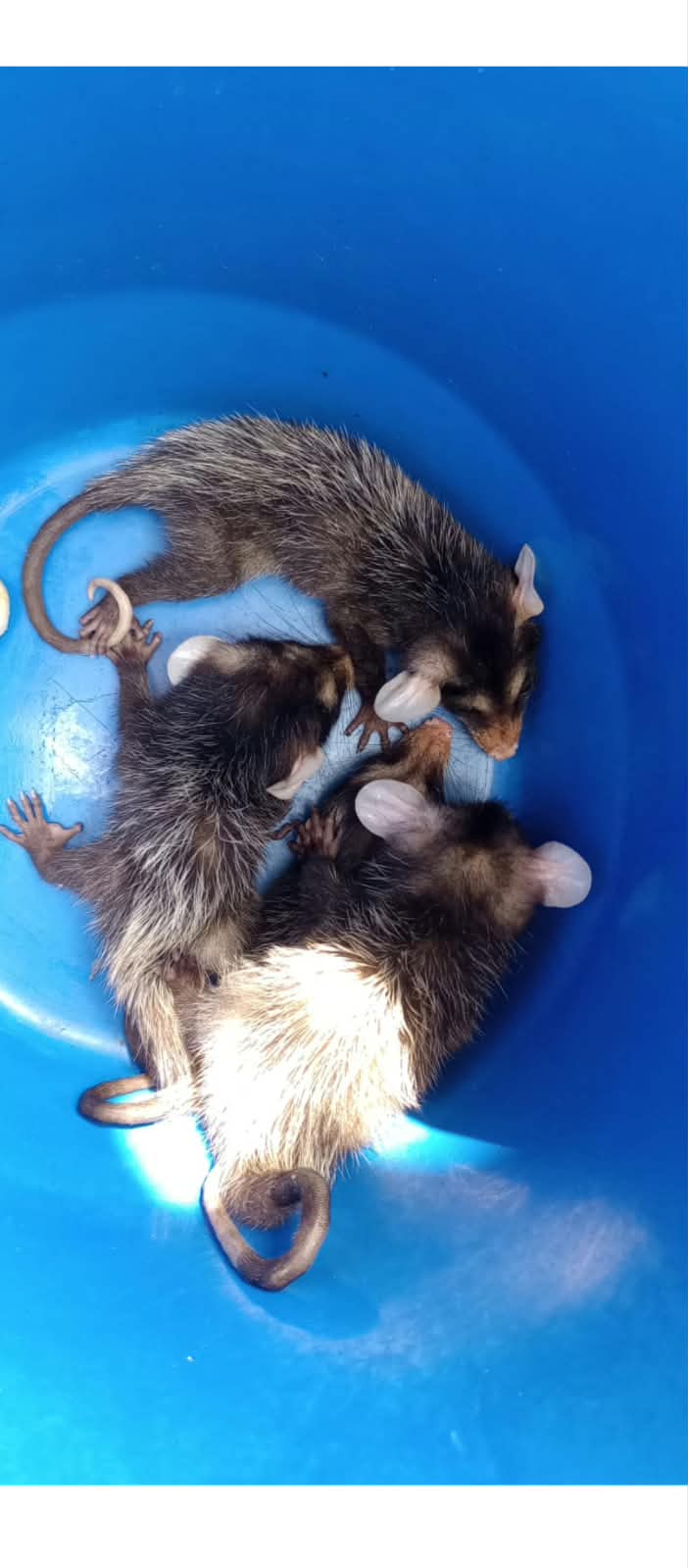 Pequenos guardiões da natureza: gambás encontram proteção na Guarda Municipal de Niterói 