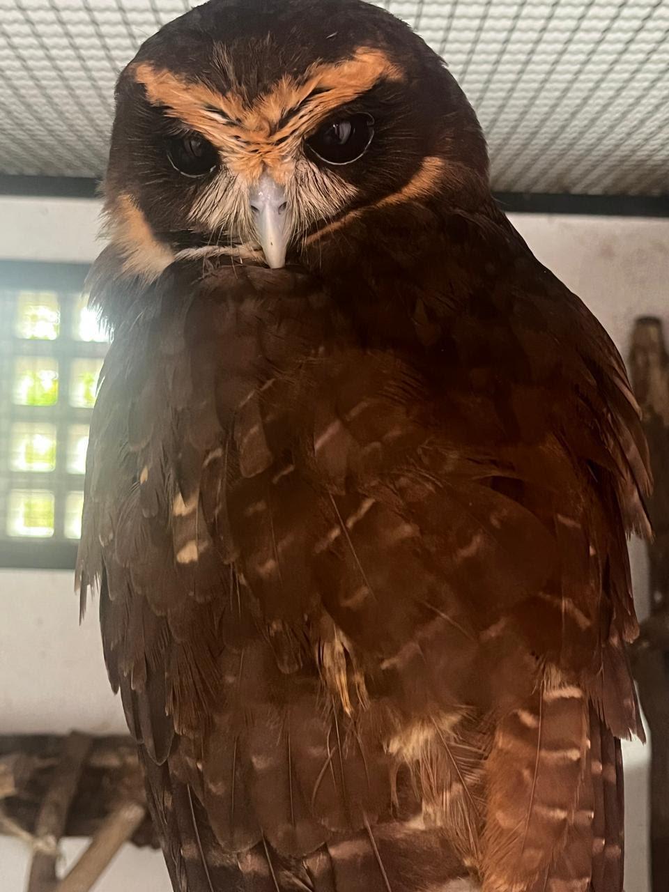ASAS recebe 623 animais silvestres em setembro e intensifica cuidados durante período reprodutivo
