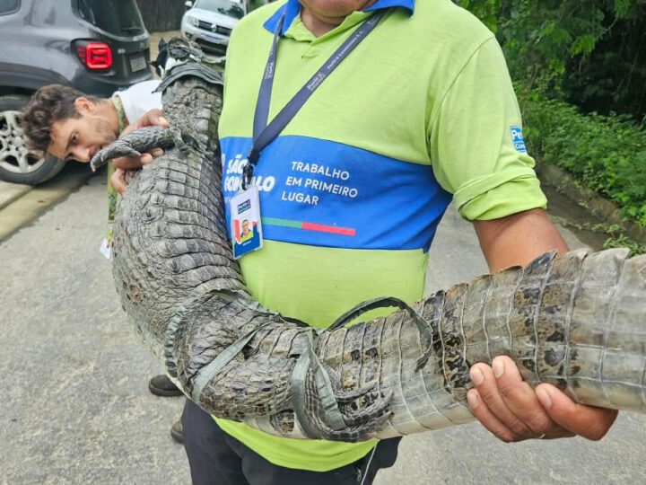ASAS devolve dois jacarés e dois cágados à natureza