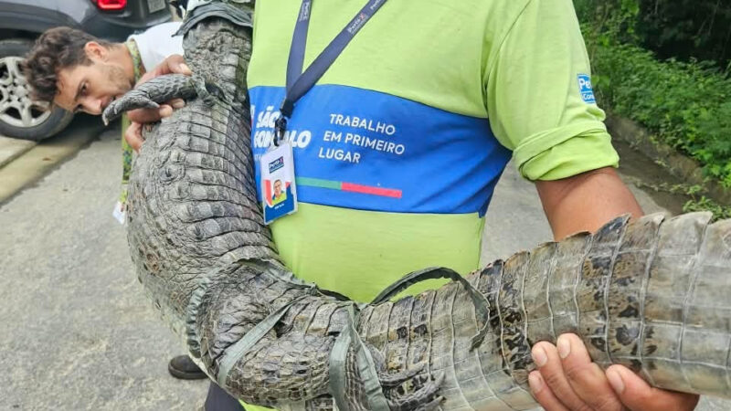 ASAS devolve dois jacarés e dois cágados à natureza